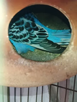 Budgerigar Bird