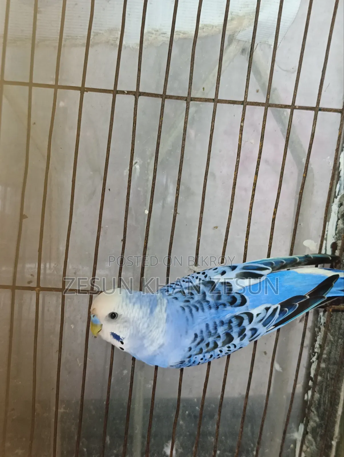 Budgerigar Bird