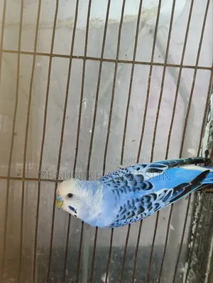 Budgerigar Bird