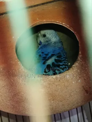 Budgerigar Bird