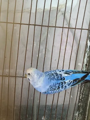 Budgerigar Bird