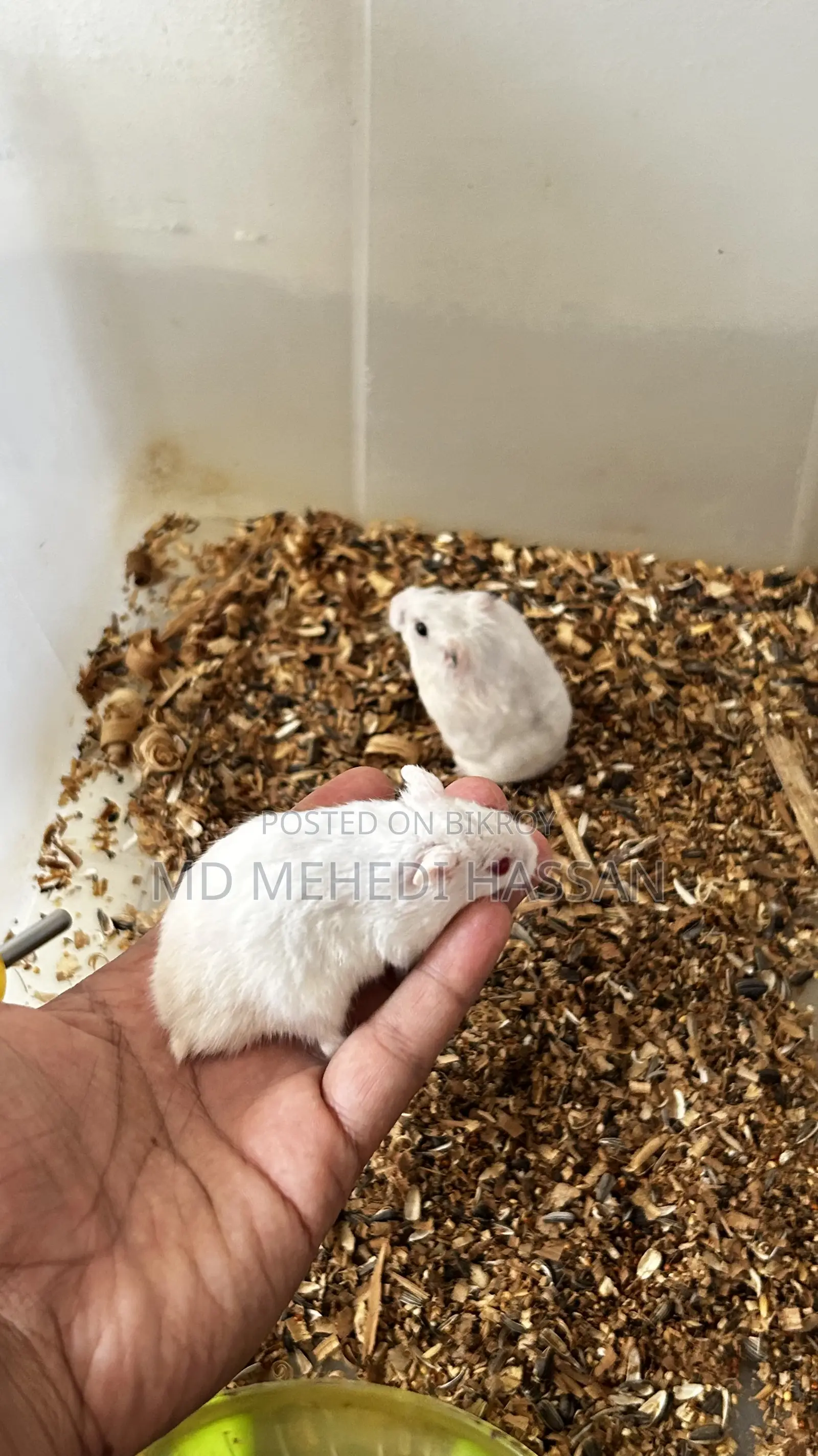 Winter White Hamster🐹