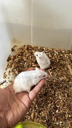 Winter White Hamster🐹
