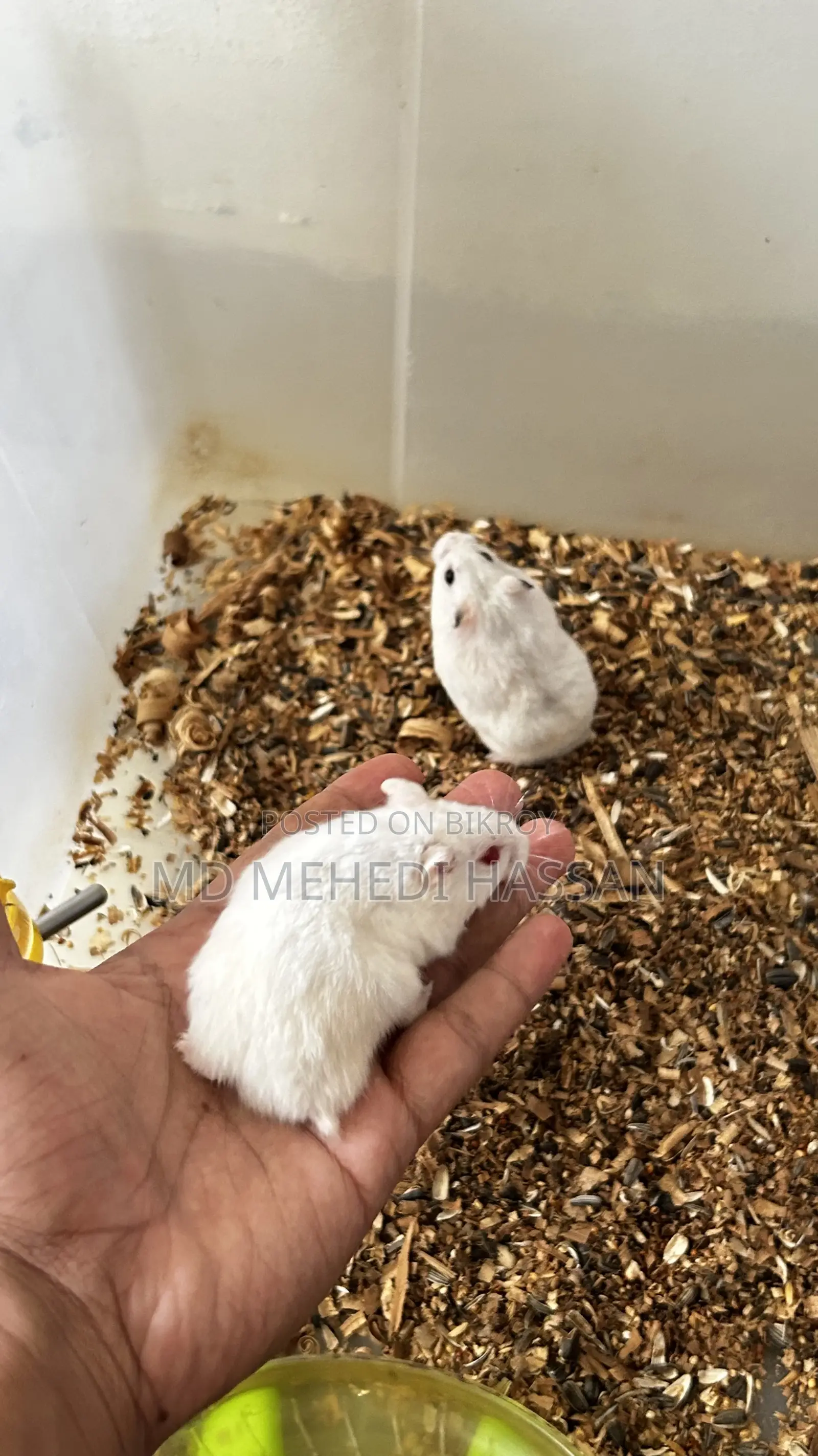 Winter White Hamster🐹