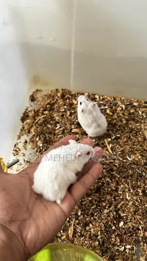Winter White Hamster🐹