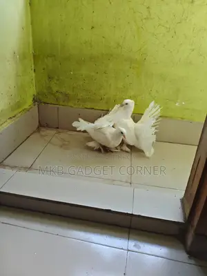 Mayurpankhi Pigeon