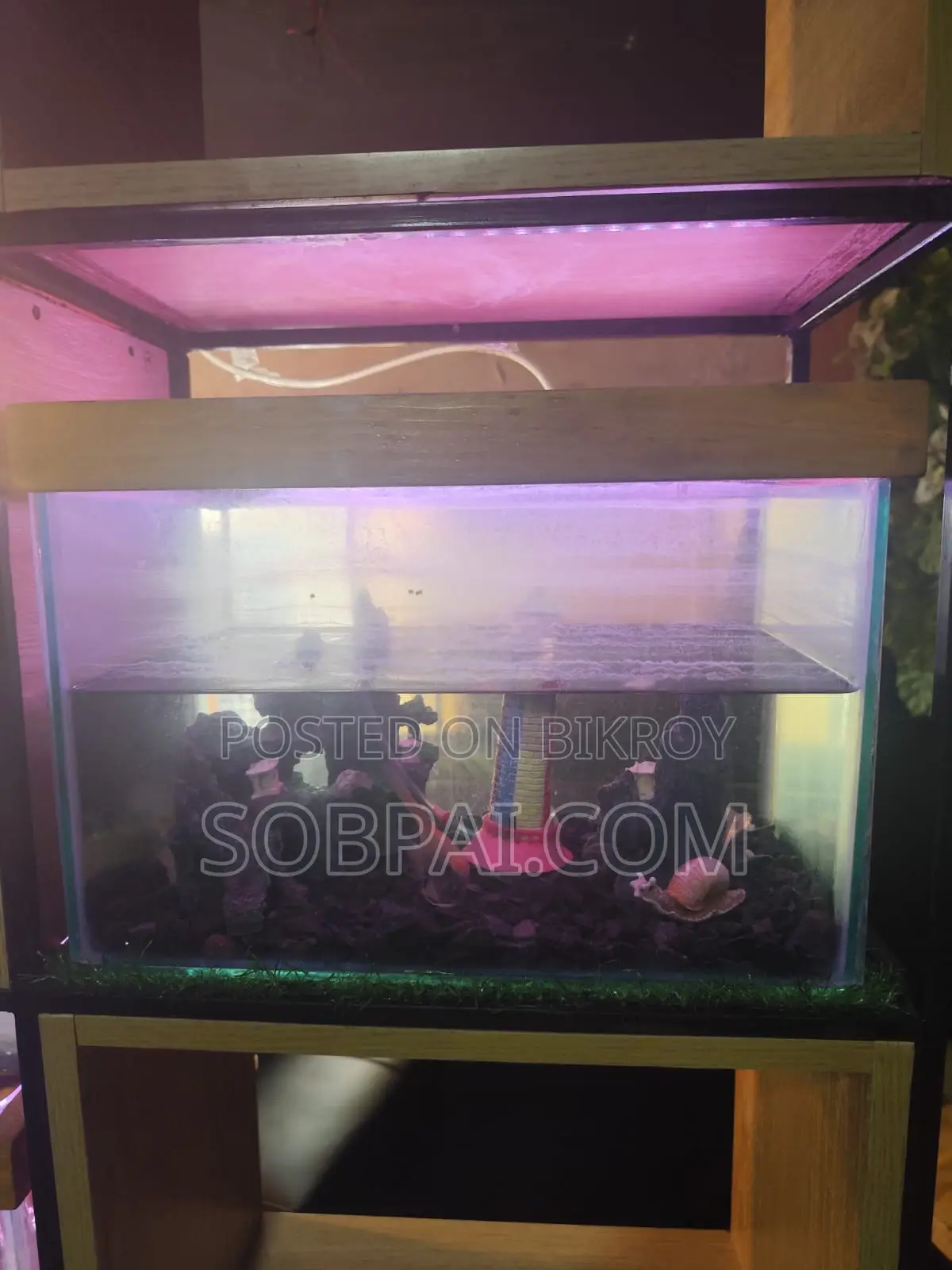 Beautiful 15x9" Clear Glass Aquarium With LED Light Full Setup