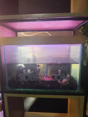 Beautiful 15x9" Clear Glass Aquarium With LED Light Full Setup