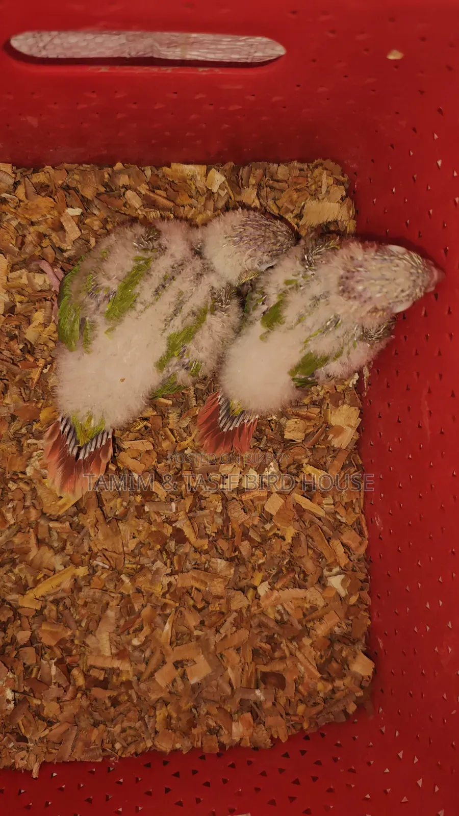 Pineapple Conure Baby