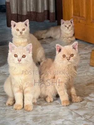 1-3 Months Female Purebred Persian