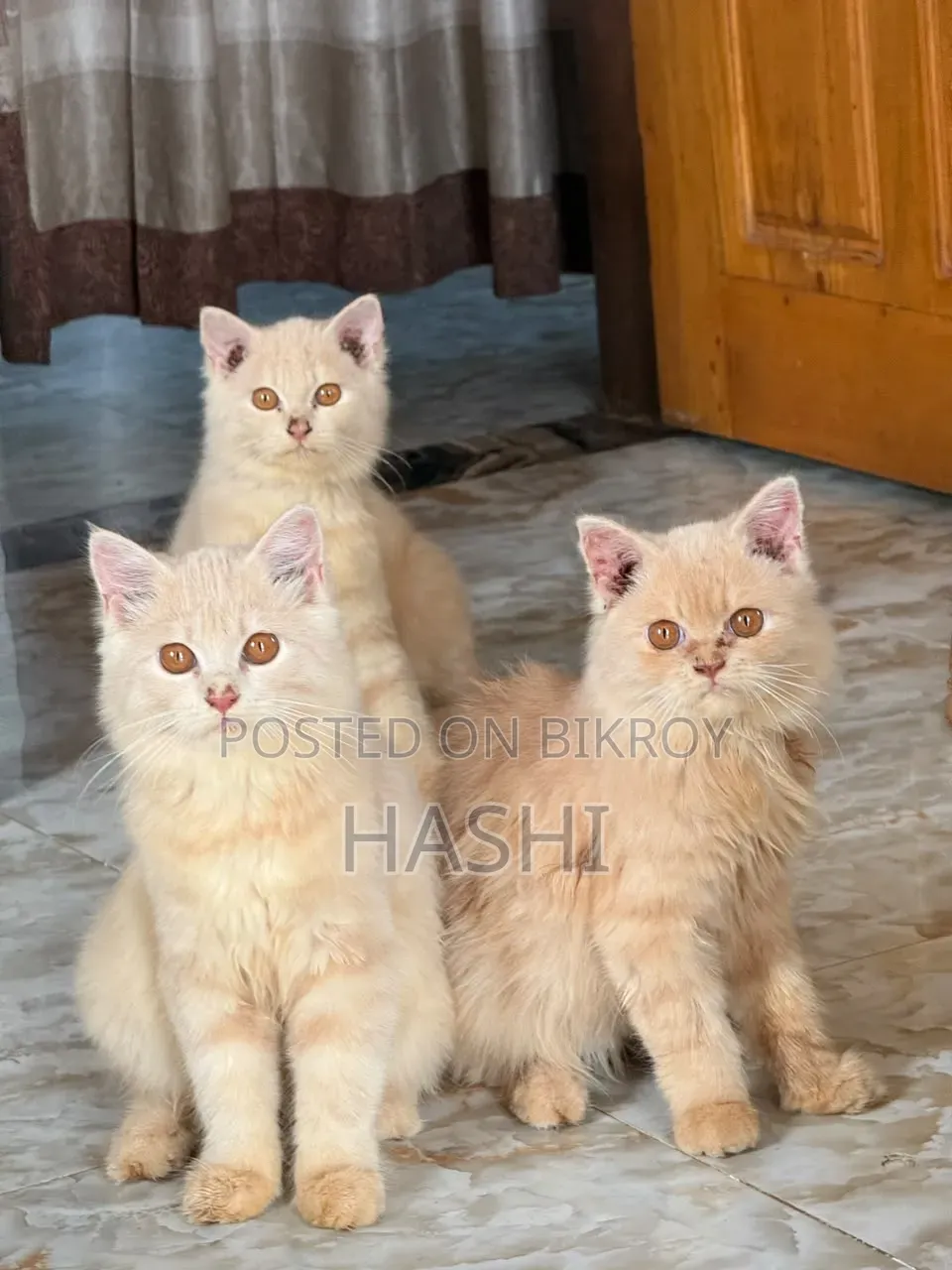 1-3 Months Female Purebred Persian
