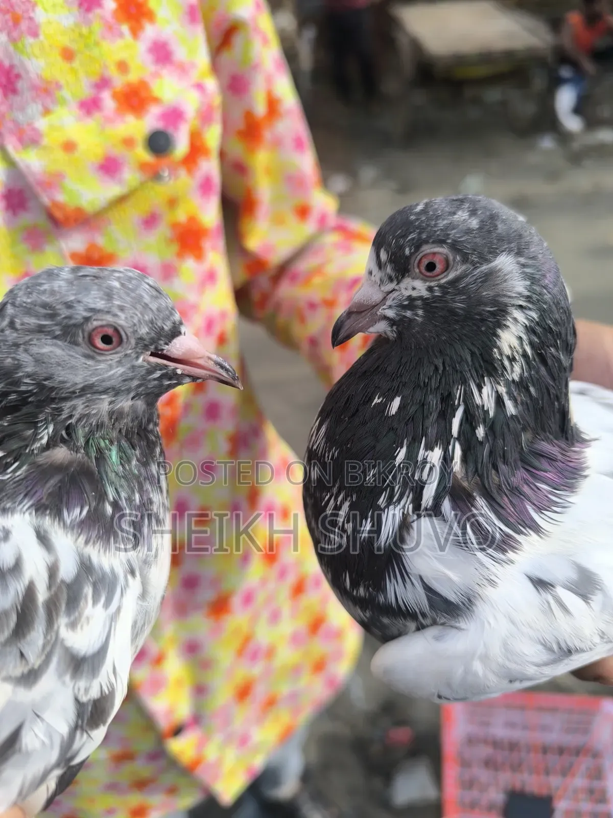 1 Pair Kamagar Pair
