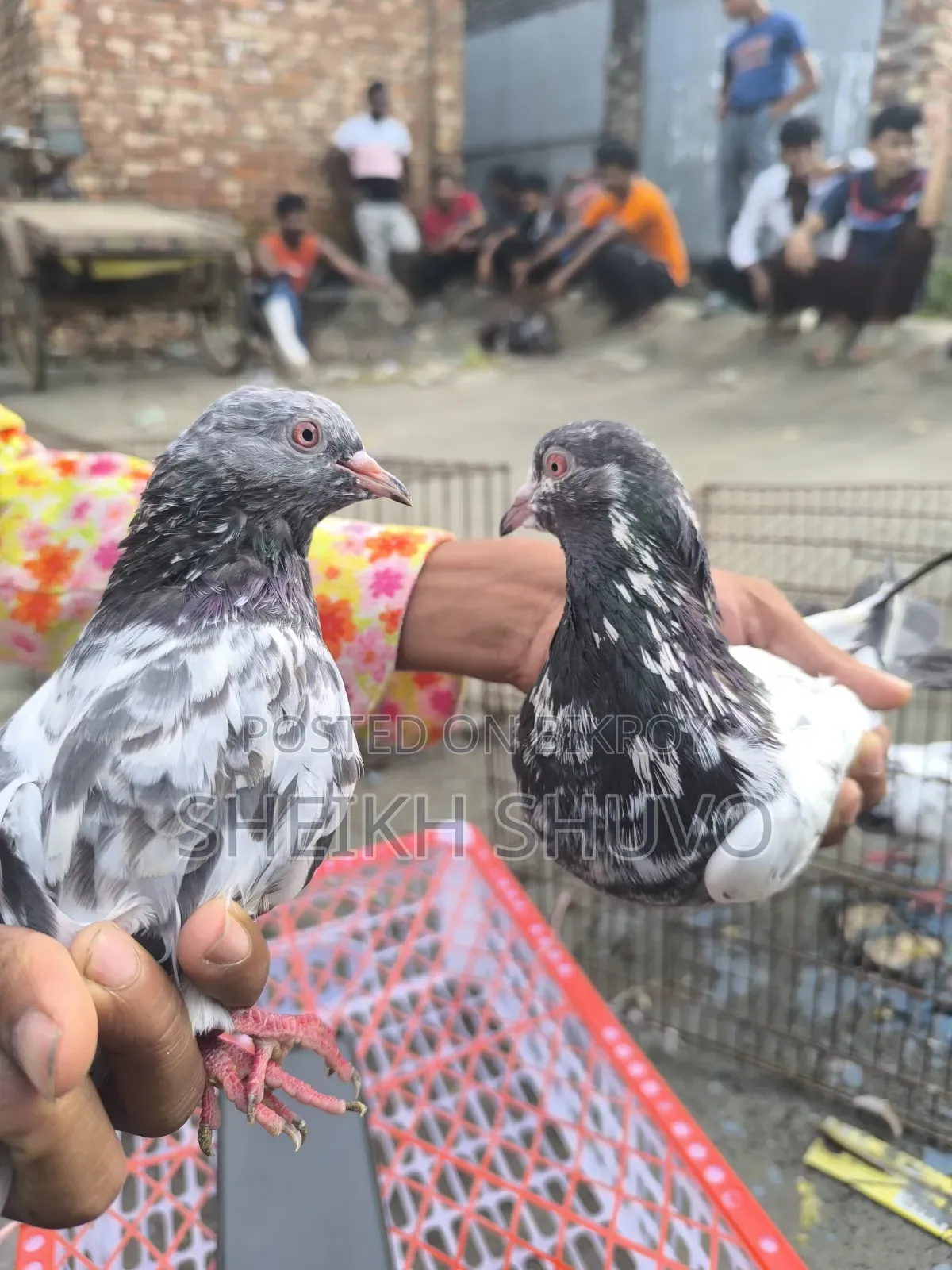 1 Pair Kamagar Pair