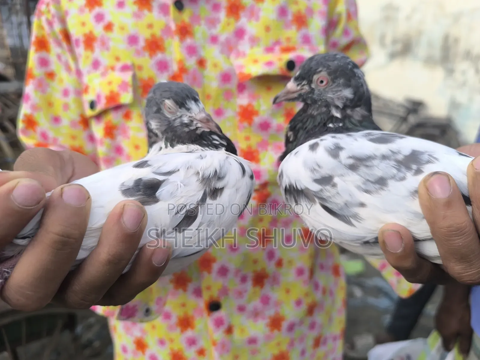 Teddy Pigeon...