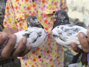 Teddy Pigeon...