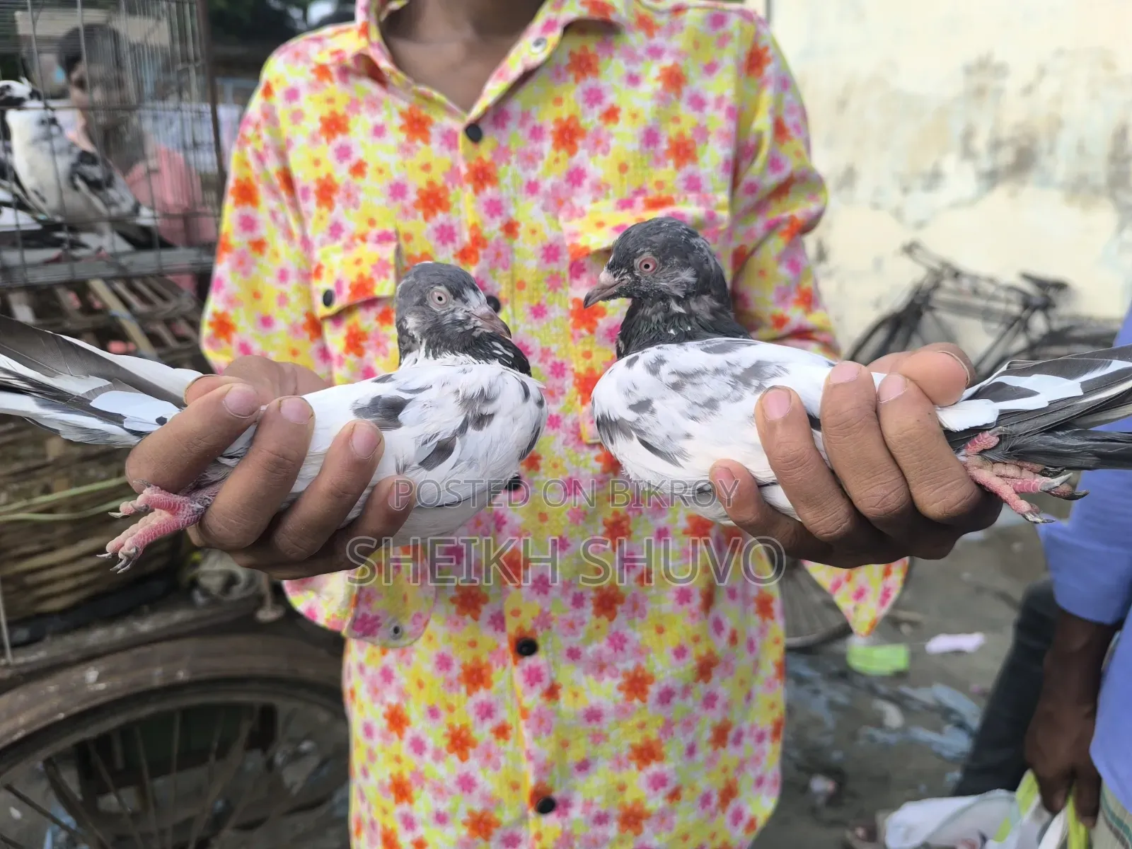 Teddy Pigeon...