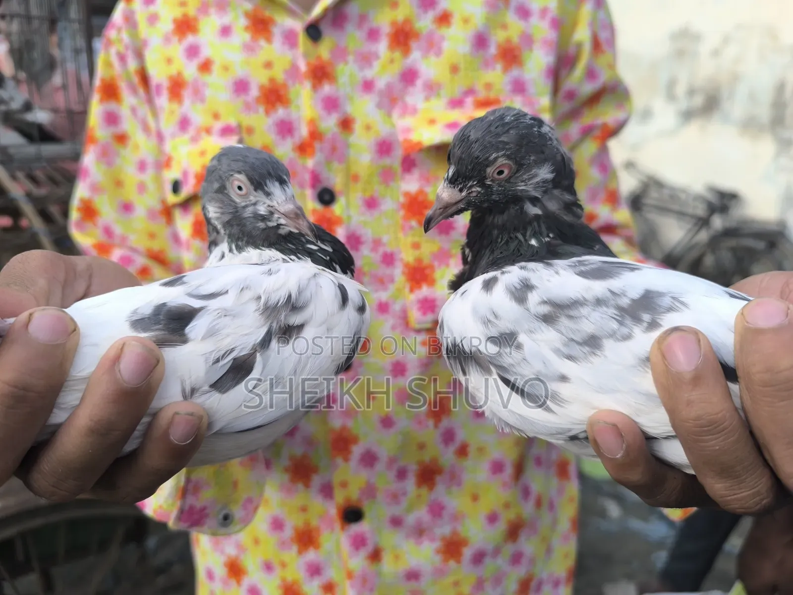 Teddy Pigeon...
