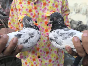 Teddy Pigeon...