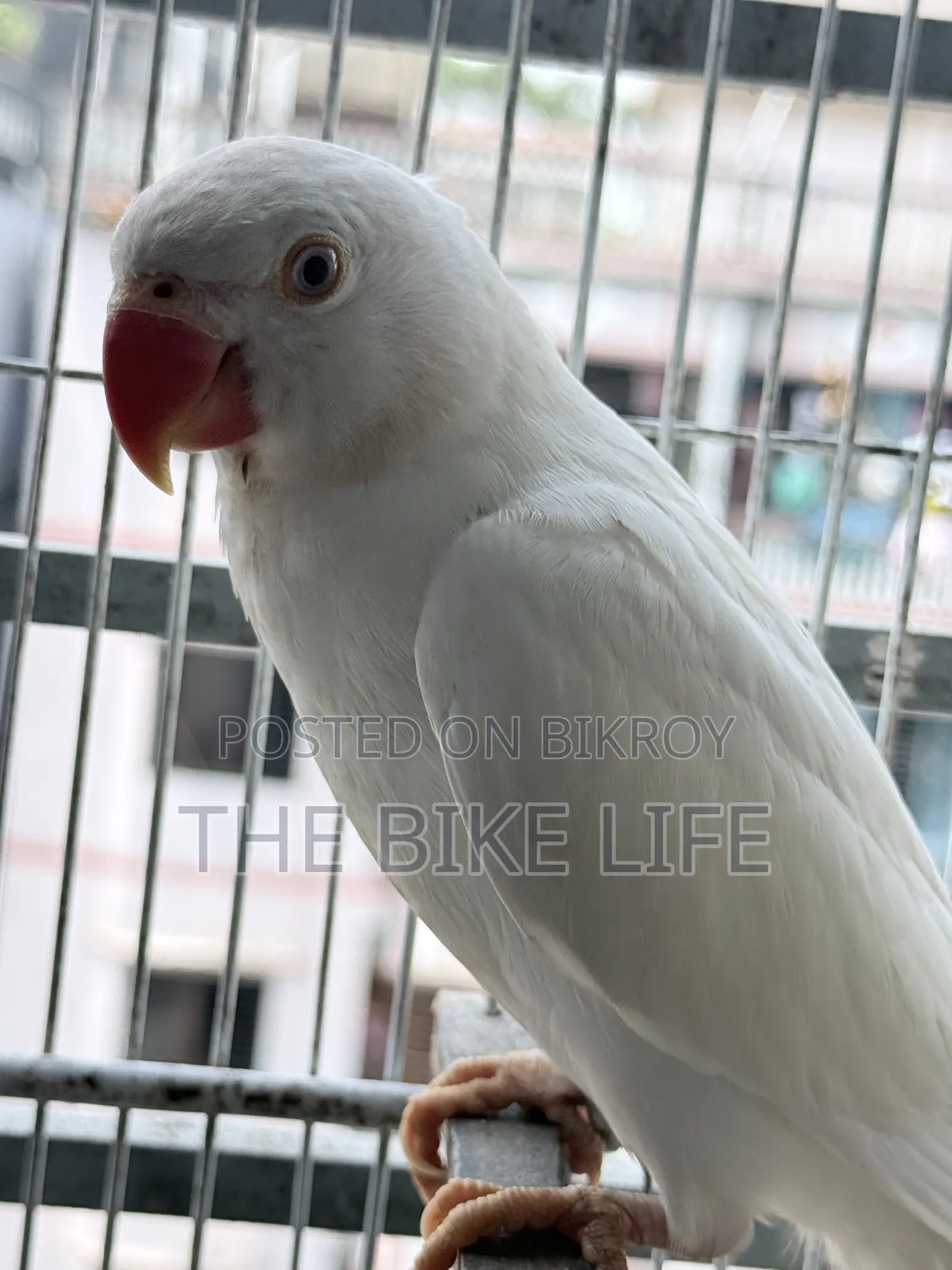Albino Ringneck Baby Self Feed