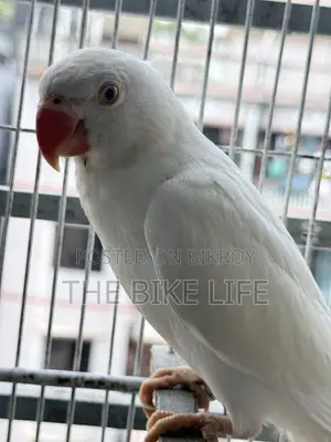 Albino Ringneck Baby Self Feed