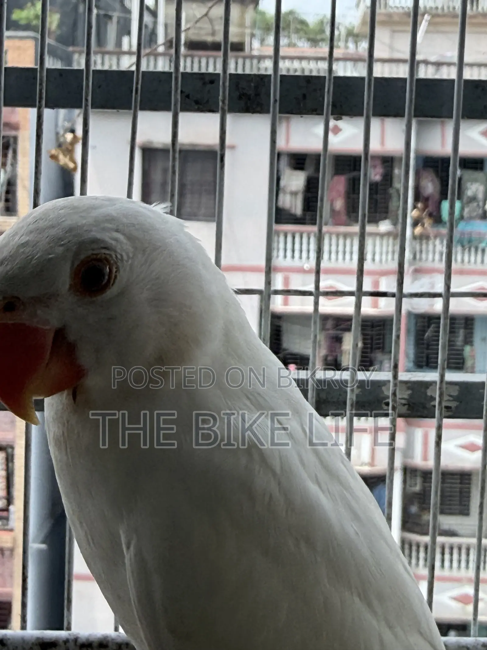 Albino Ringneck Baby Self Feed
