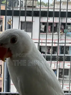 Albino Ringneck Baby Self Feed