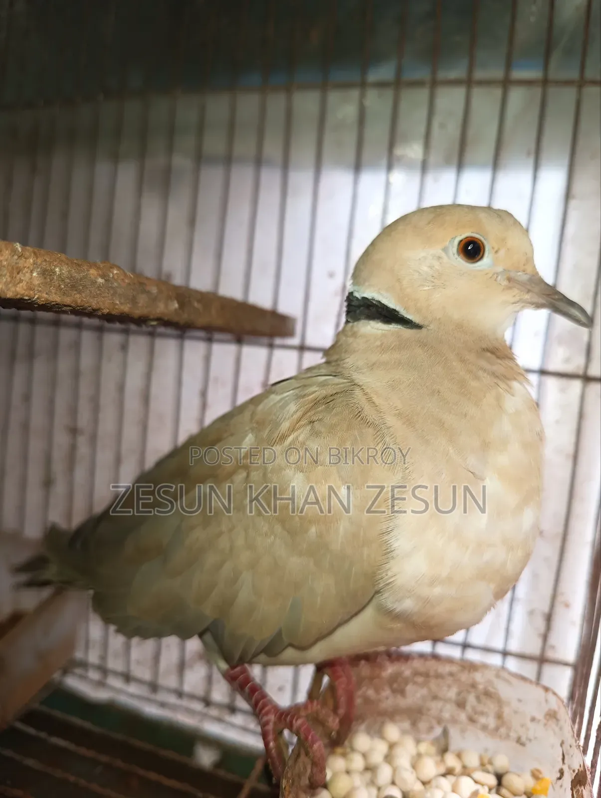 Dove bird with four babies