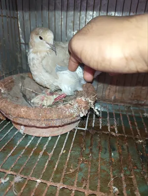 Dove bird with four babies