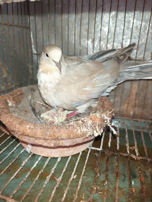 Dove bird with four babies
