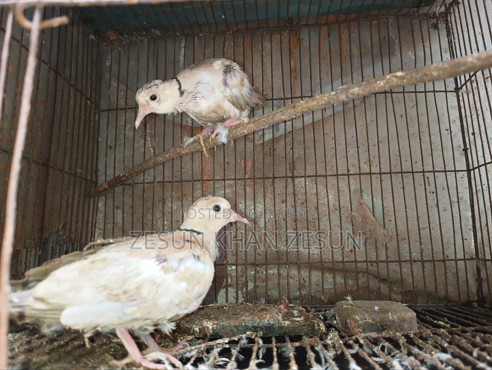 Dove bird with four babies