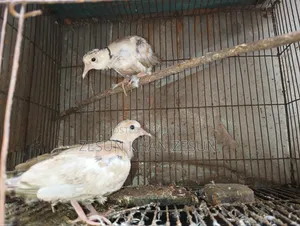 Dove bird with four babies