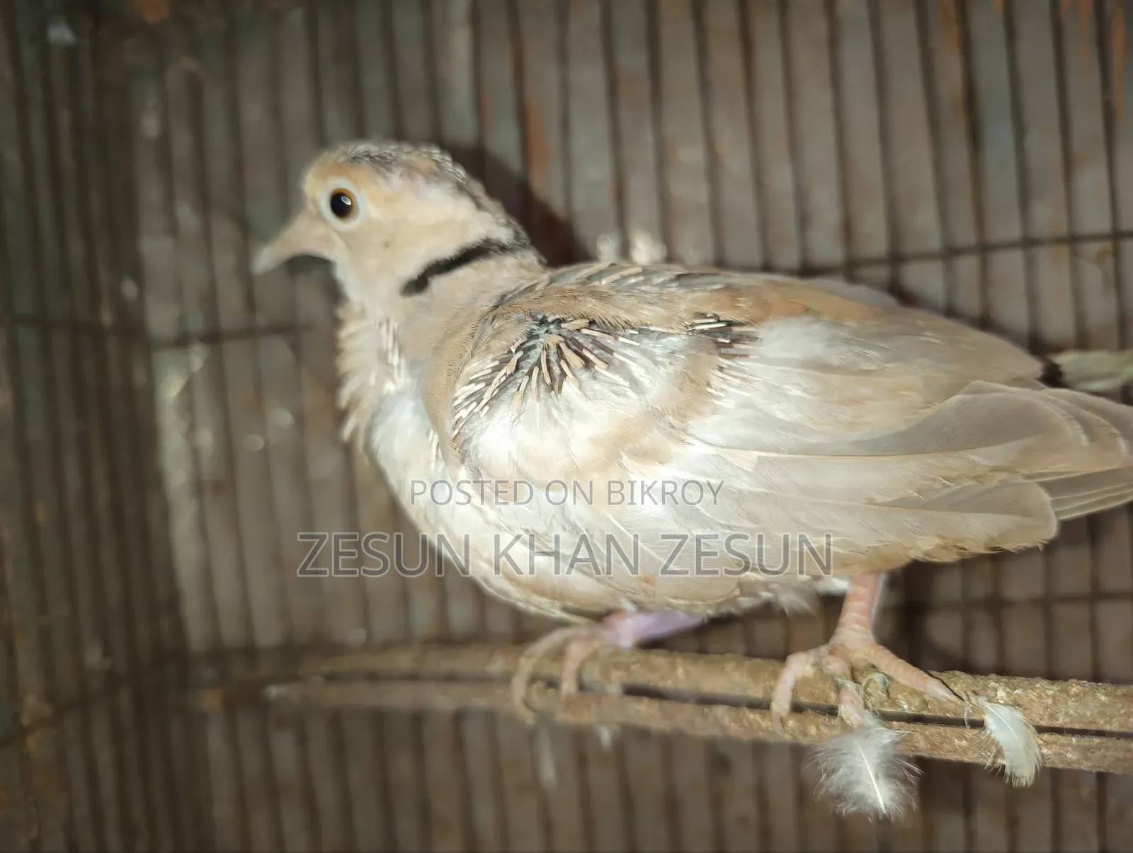 Dove bird with four babies