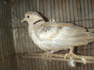 Dove bird with four babies