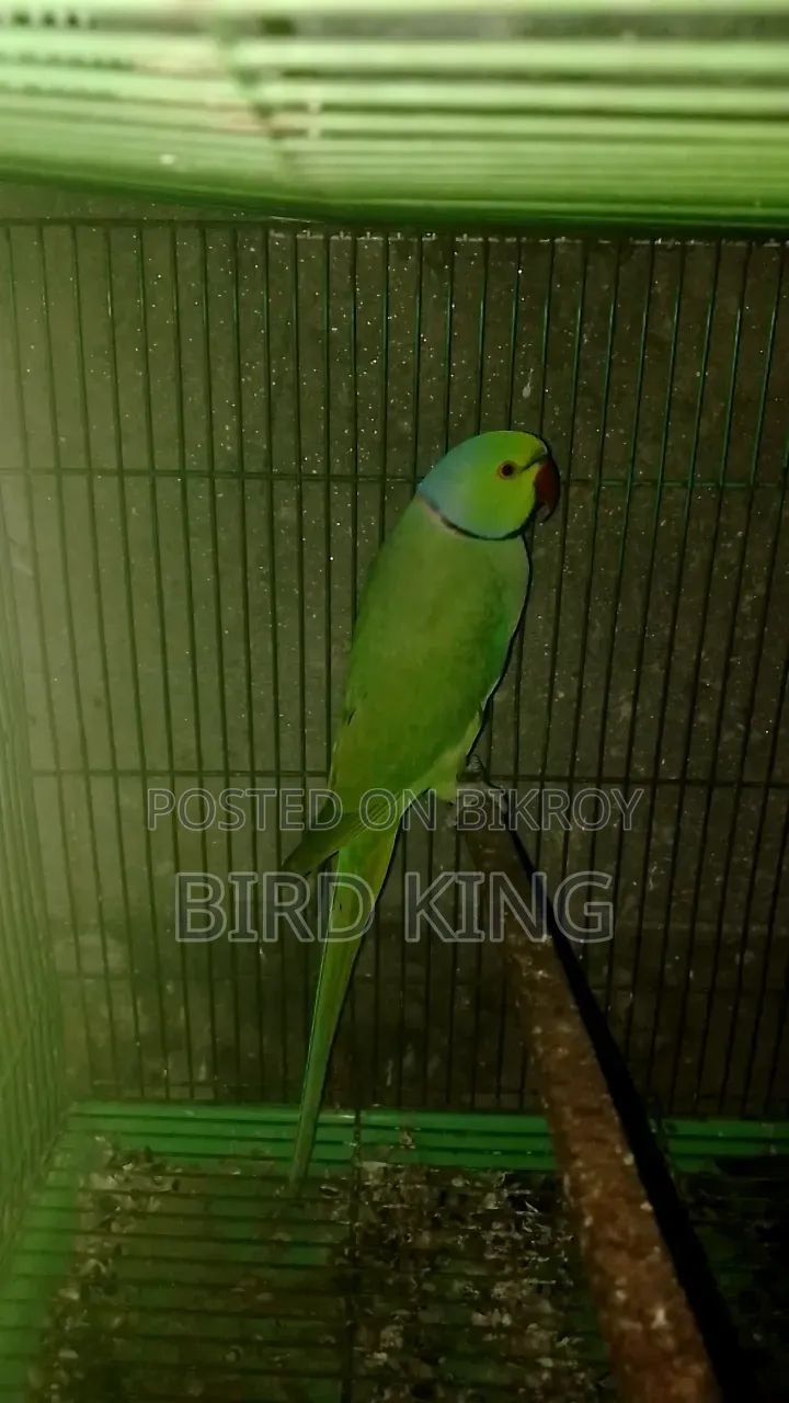 Male Ringneck Parrot