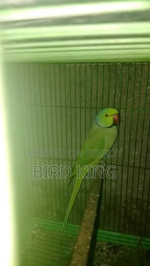 Male Ringneck Parrot