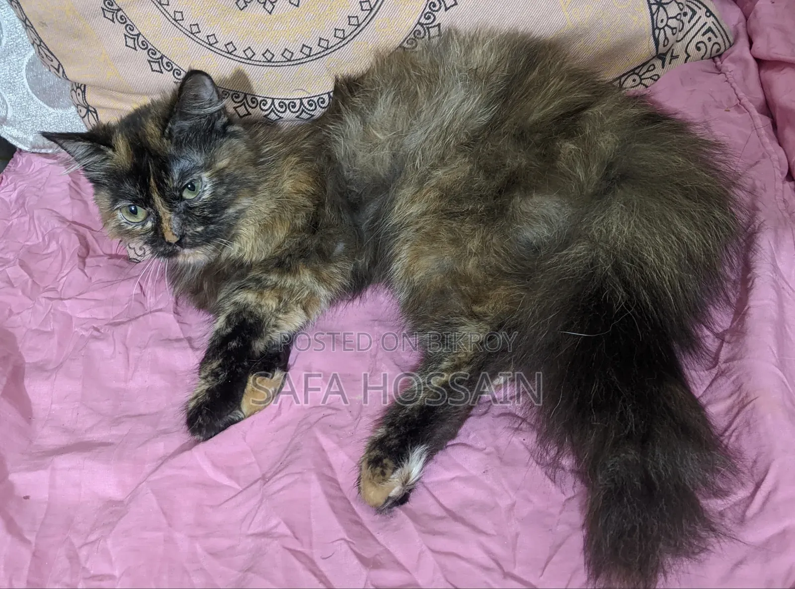 3-6 Months Female Mixed Breed Persian Cat