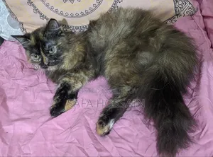 3-6 Months Female Mixed Breed Persian Cat