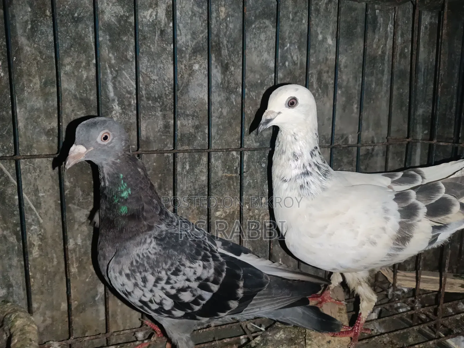 Racing Pigeon for Sale