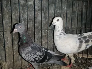 Racing Pigeon for Sale