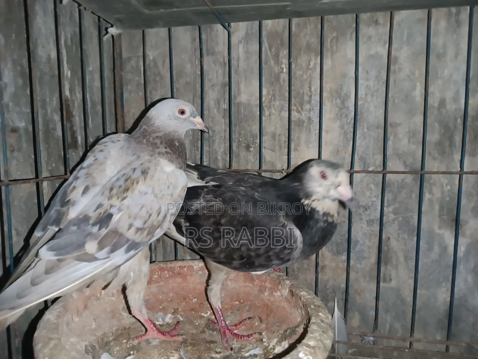 Racing Pigeon for Sale