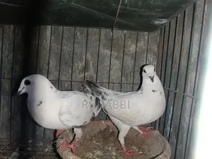 Racing Pigeon for Sale