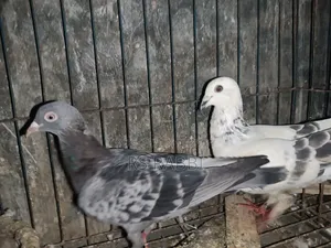 Racing Pigeon for Sale