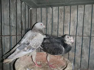 Racing Pigeon for Sale