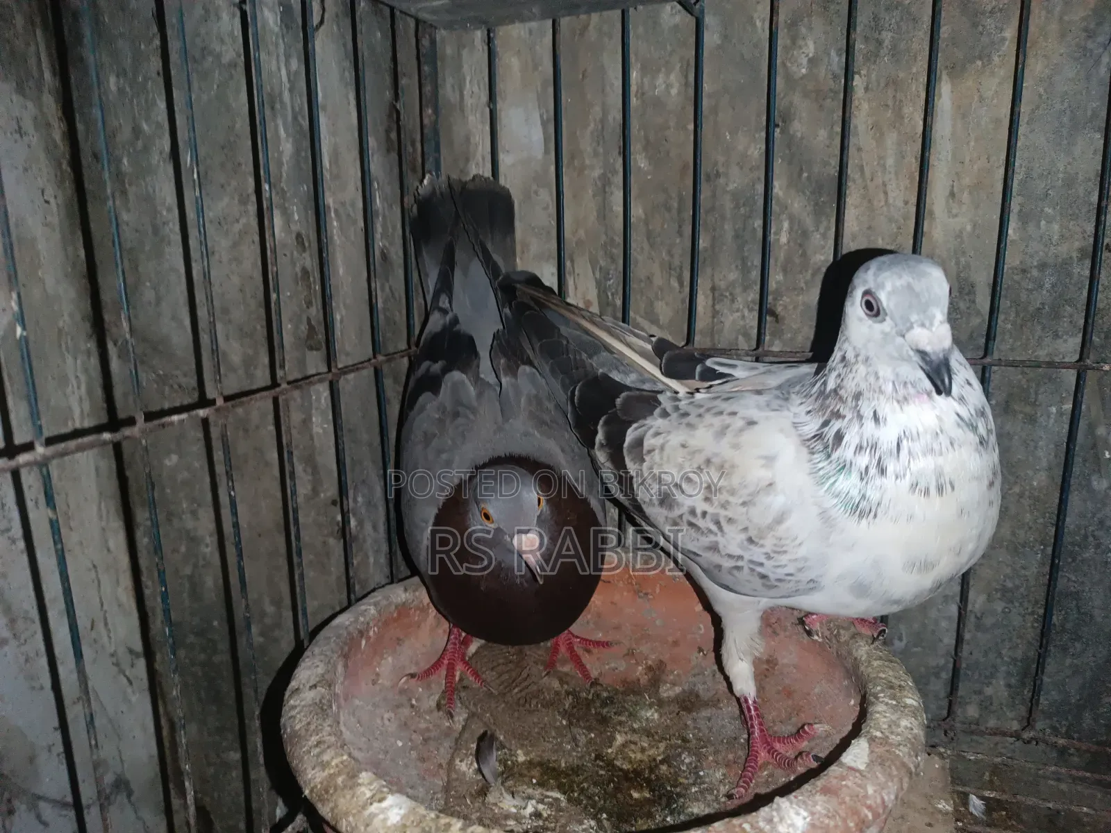 Racing Pigeon for Sale