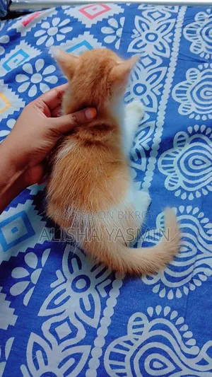 1-3 months Female Mixed Breed Persian