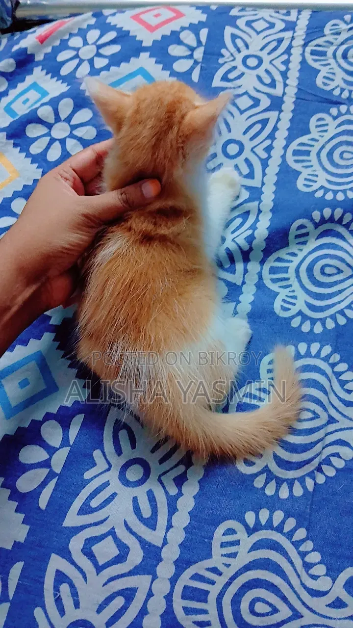 1-3 months Female Mixed Breed Persian