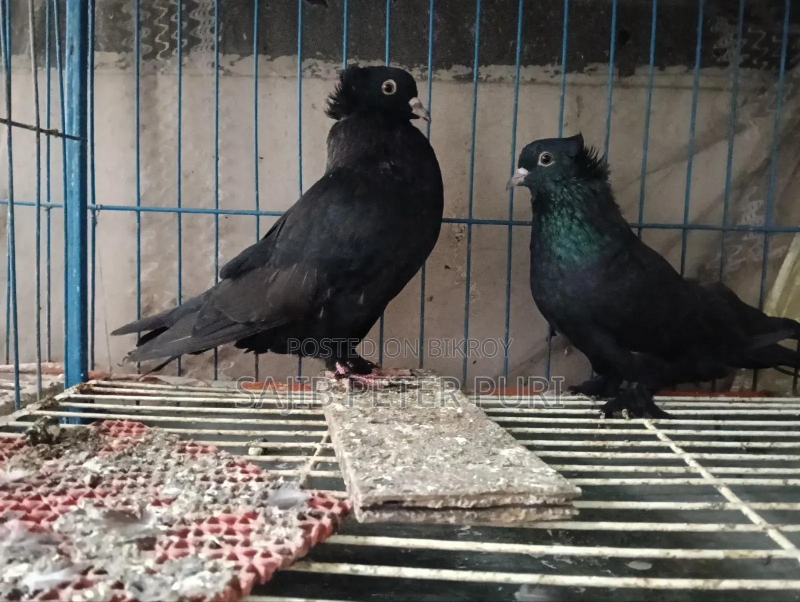 Black Bombaya