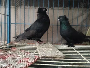 Black Bombaya