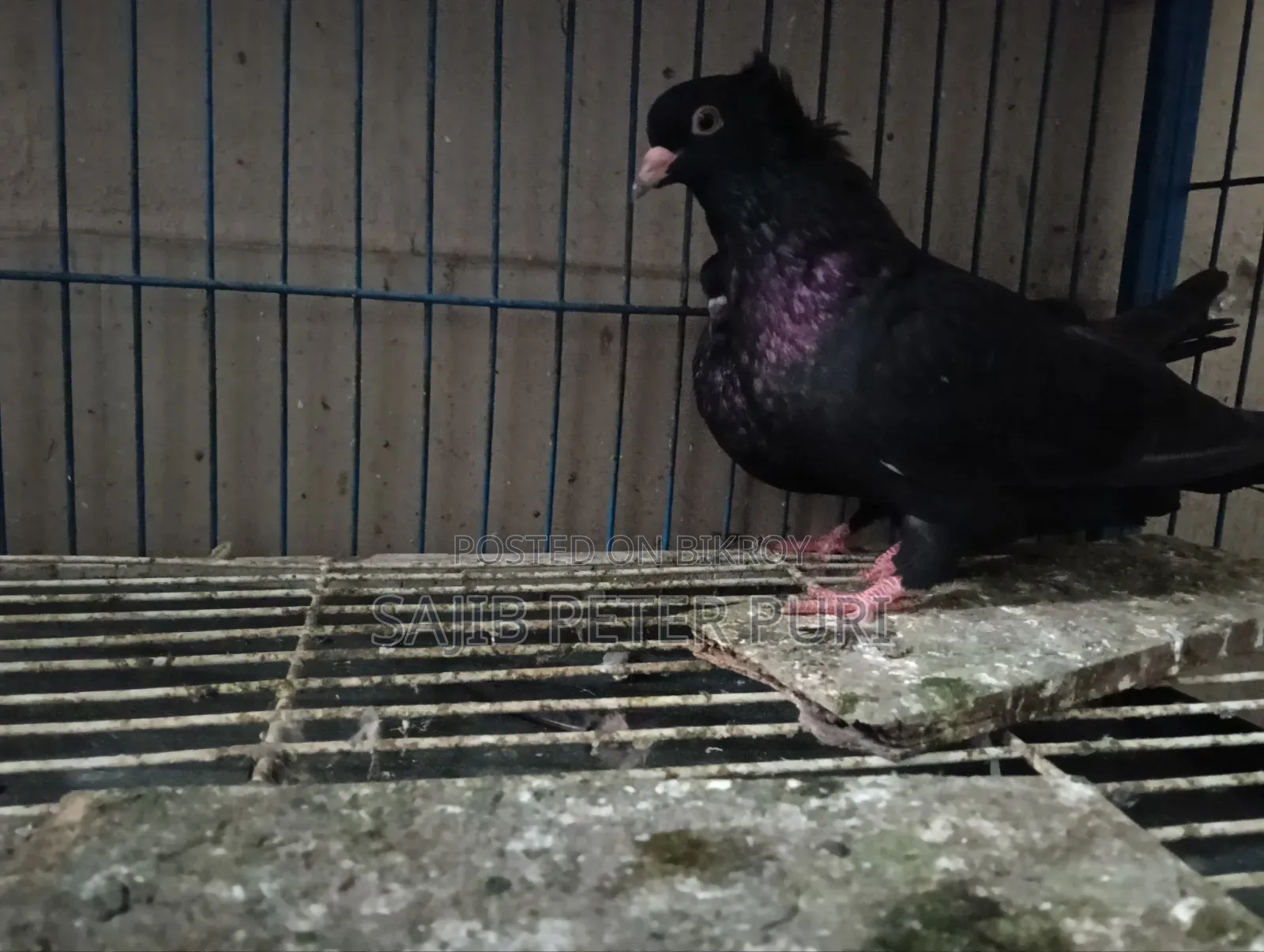 Black Bombaya