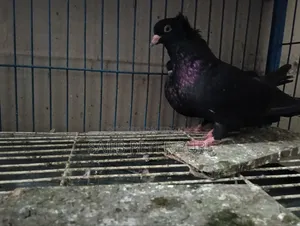 Black Bombaya